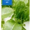 綠蘿蔓萵苣Romaine lettuce