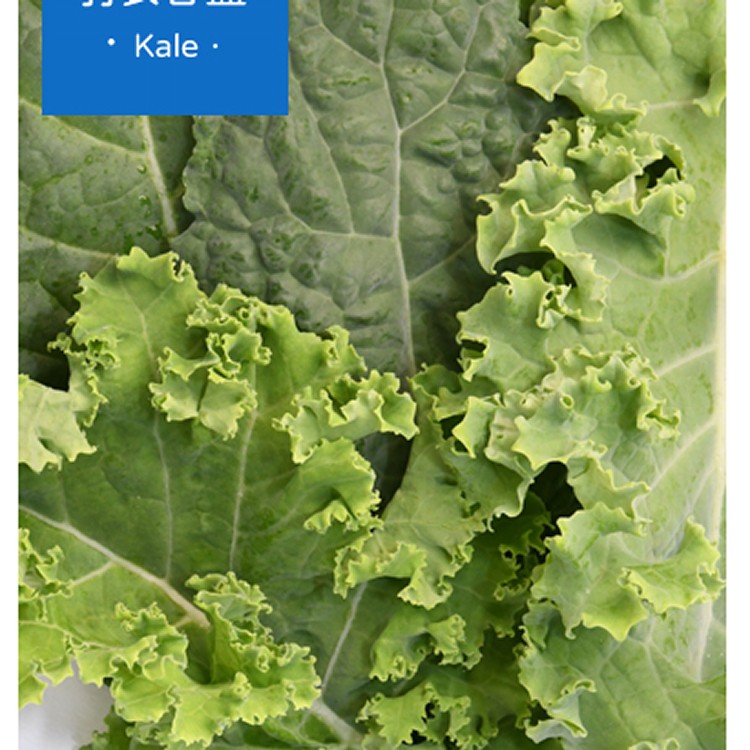 羽衣甘藍Kale