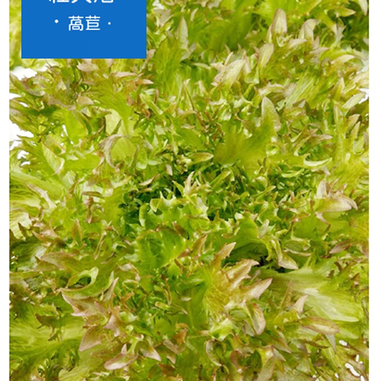 紅火焰萵苣batavia lettuce