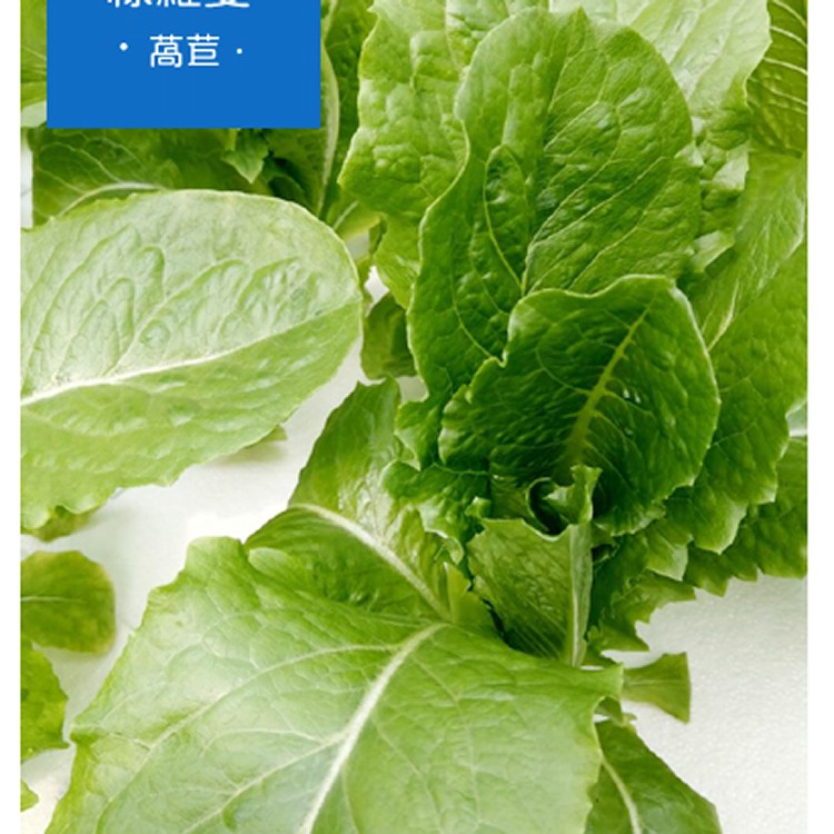 綠蘿蔓萵苣Romaine lettuce