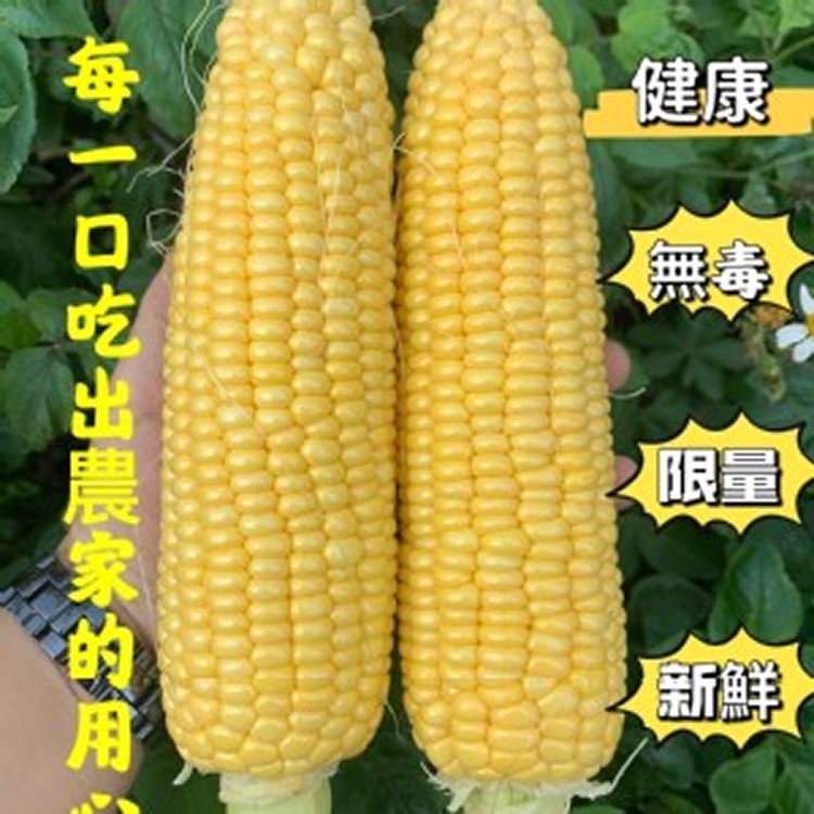 甜黃蜜水果玉米 每袋3斤