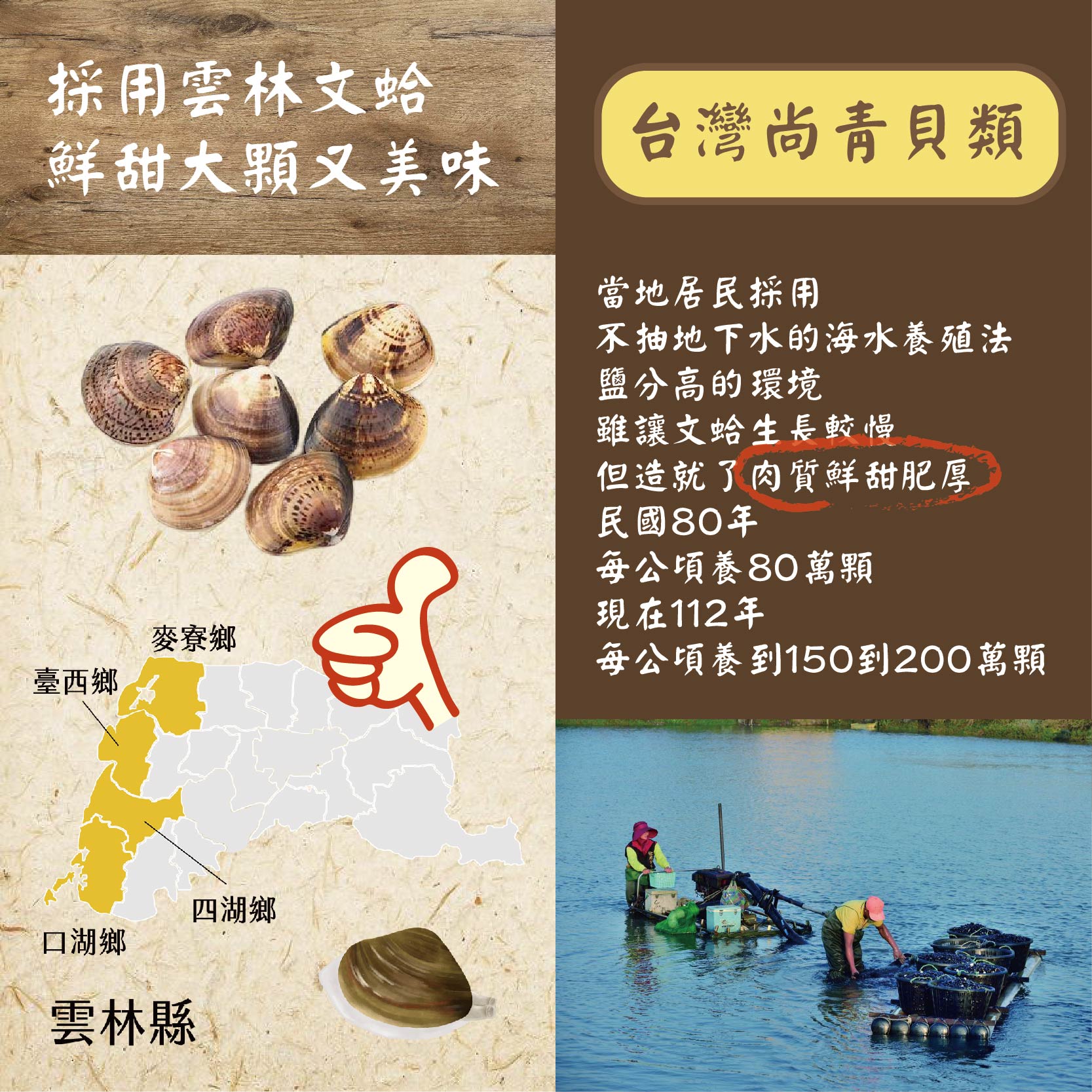 採用雲林文蛤，鮮甜大顆又美味，麥寮鄉，臺西鄉，四湖鄉，口湖鄉，雲林縣，台灣尚青貝類，當地居民採用，不抽地下水的海水養殖法，鹽分高的環境，雖讓文蛤生長較慢，但造就了肉質鮮甜肥厚，民國80年，每公頃養80萬顆，現在112年，每公頃養到150到200萬顆。