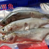 豆仔魚