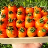 【10斤裝】甜蜜蜜小蕃茄 品種：橙蜜香 特價：$700