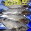 石斑魚