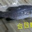 金目鱸魚