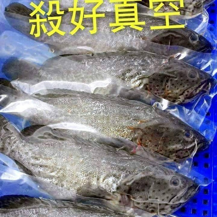 石斑魚