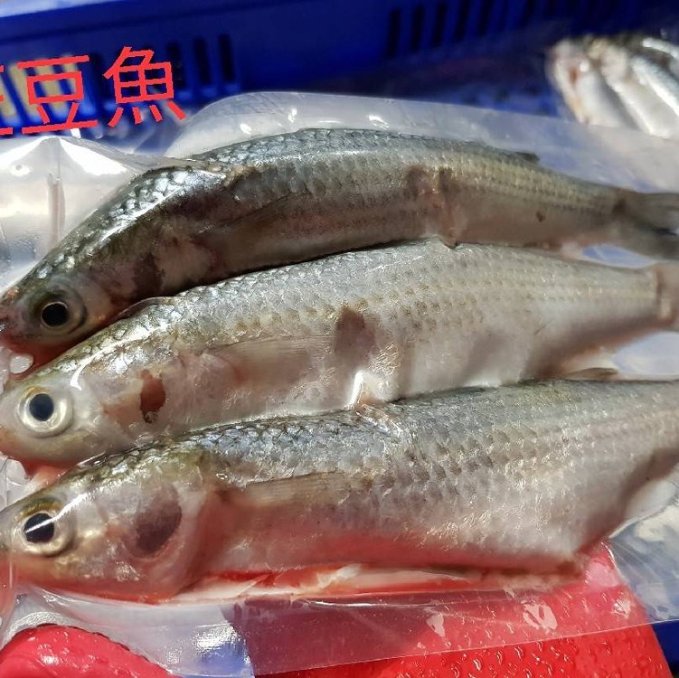 豆仔魚