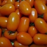 橙蜜香小蕃茄-10斤裝,有貨即時通知出貨區(合適訂購量小) 不限日期,一有貨即時通知,隔天到貨