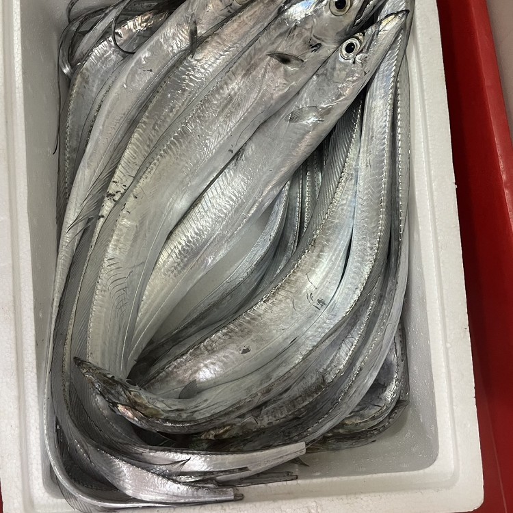 東北角-當日回港-船釣直送-白帶魚!