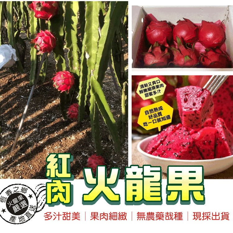 屏東爆甜紅心紅龍果(新鮮現採現寄)-5台斤