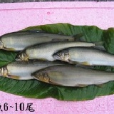 香魚 9尾-外銷日本品質