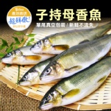 子持有卵母香魚