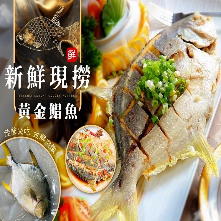 新鮮現撈黃金鯧魚