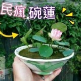 四季荷花碗蓮種子